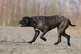 CANE CORSO 810
